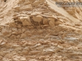 Cliff Swallow Nests