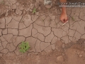 Coyote Tracks