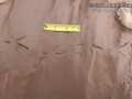 Eurasian Collared Dove Tracks