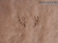 Frog Tracks