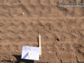 Gray Fox Tracks