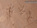 Hispid Cotton Rat Tracks