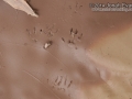 Hispid Cotton Rat Tracks