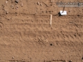 Kangaroo Rat Tracks
