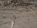 Lizard Tracks