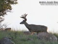 Mule Deer
