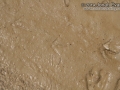 Quail Tracks