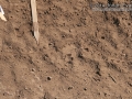 Scorpion Tracks