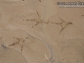 Turkey Vulture Tracks