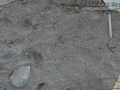 Black-bellied Plover Tracks
