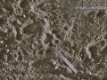 Bobcat Track