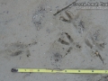 Burrowing Owl Tracks