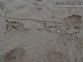 Burrowing Owl Tracks