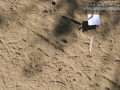 California Ground Squirrel Tracks