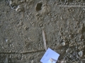California Ground Squirrel Tracks