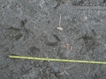 Long-billed Curlew Tracks