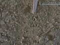 Pocket Mouse Tracks