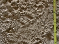 Spotted Skunk Tracks