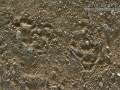 Spotted Skunk Tracks