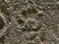 Spotted Skunk Tracks