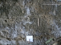 Ant Trail