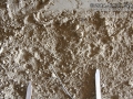 Bobcat Track