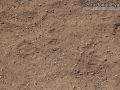 California Ground Squirrel Tracks