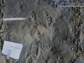 California Ground Squirrel Tracks