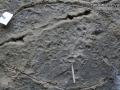 Cottontail Tracks