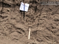 Coyote Tracks