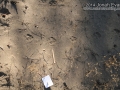 Coyote Walk