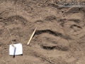 Gray Fox Tracks
