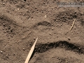 Gray Fox Tracks
