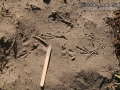 Jay Tracks