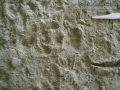 Lizard Tracks