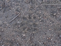 Opossum Tracks