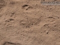 Raccoon Tracks