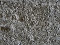 Striped Skunk Tracks