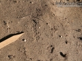 Woodrat Tracks