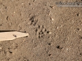 Woodrat Tracks