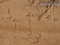 Armadillo Tracks