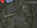 Bobcat Tracks