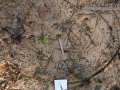 Cottontail Tracks