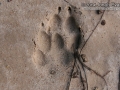 Coyote Tracks 2