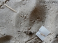 Frog Tracks
