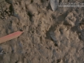 Marsh Rice Rat Tracks?