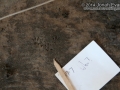 Marsh Rice Rat Tracks?