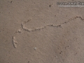 Mole Cricket Trails