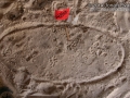 Opossum Tracks
