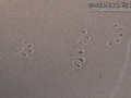 Otter Tracks